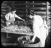 Two Japanese Women Feeding Silk Worms
